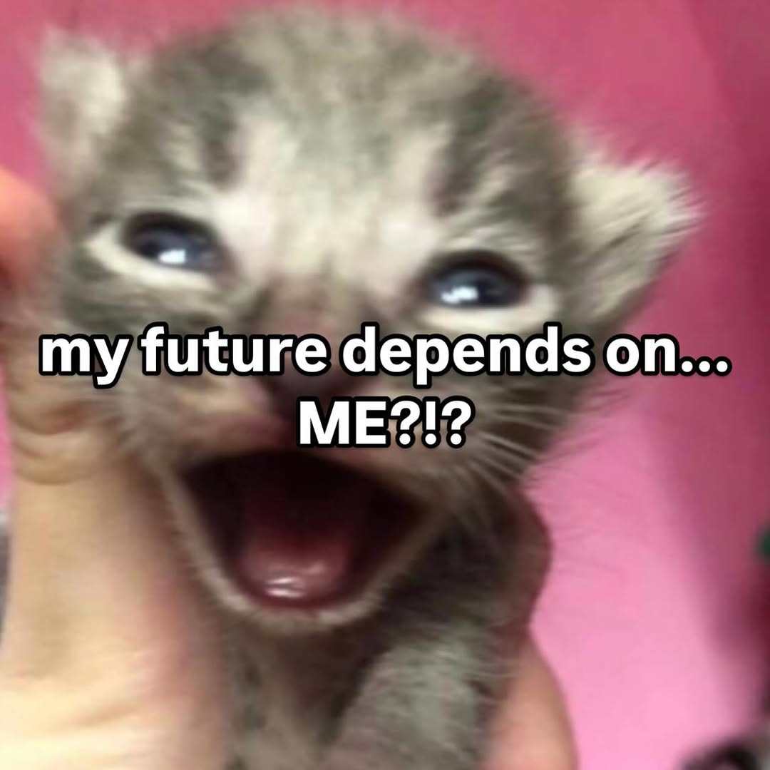 smol silly cat tweet media