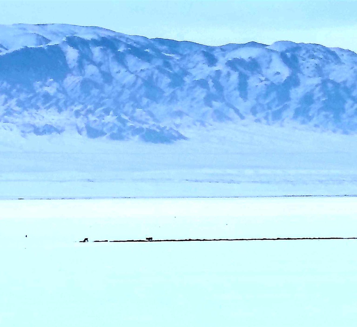 Цаг хүндэрсэн үед Манханы тал дээр Монгол бөхөнд зориулан хийсэн биотехникийн арга хэмжээ амжилттай болж өвс идэж буй хосыг та харж байна.
Бөхөн хамгаалагч Л. Данзансүрэн мэдээллээ.
#WWFMongolia #ASER