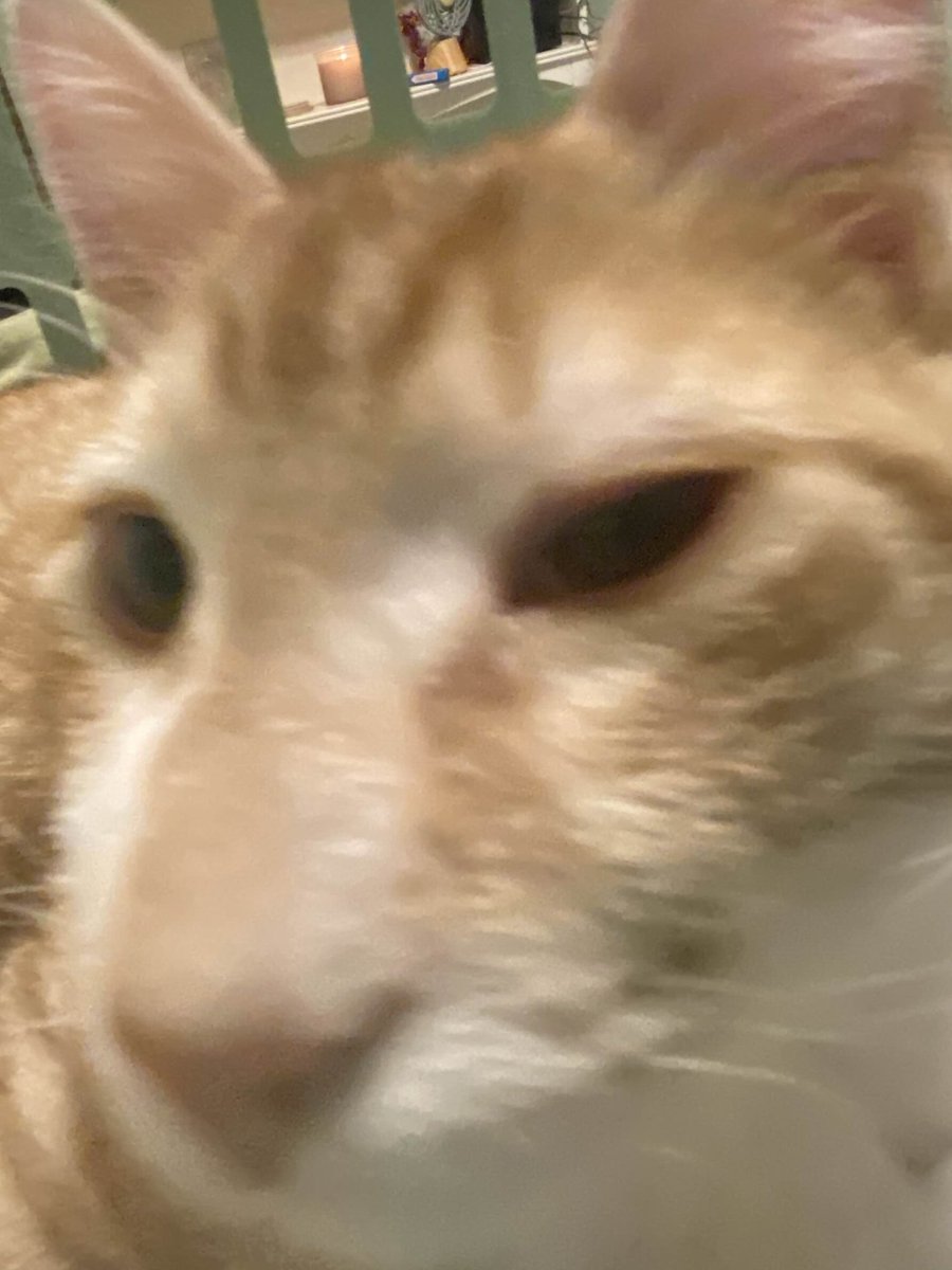 Y’all, I just have to share this because it’s too funny not to! 🐾😹 So, our sweet fur baby Mr. Snuffles has been blessed with the chonkiest little nose you’ve ever seen. It’s like a button, but… supersized. 😂 Every time he looks up at me, I can’t help but laugh and call him ‘B