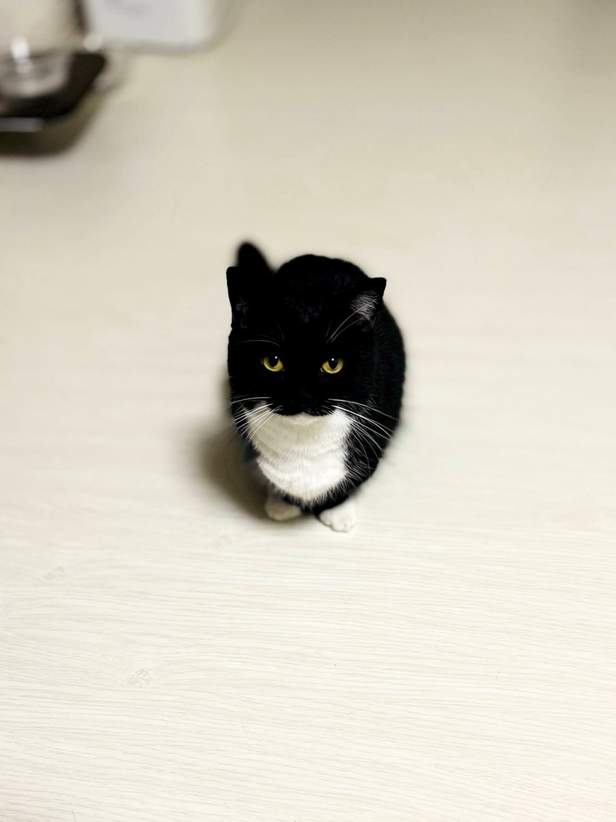 ちょこんとうに

tiny Uni :3