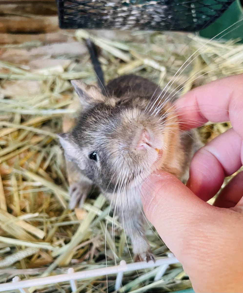 巳年なのに、新年初写真はうちのベタなれデグー🐭
今年もよろしくお願いします🐍

#デグー
