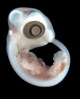 Welcome to embryo alphabet. Each day I will post an unannotated embryo image. We began w/the letter A. Today G is for gecko. Repost this tweet w/image of different species &amp; add a quote with name that begins with same letter of the day. Enjoy! <a href="/SocDevBio/">Society for Developmental Biology</a> bit.ly/4fLn13L