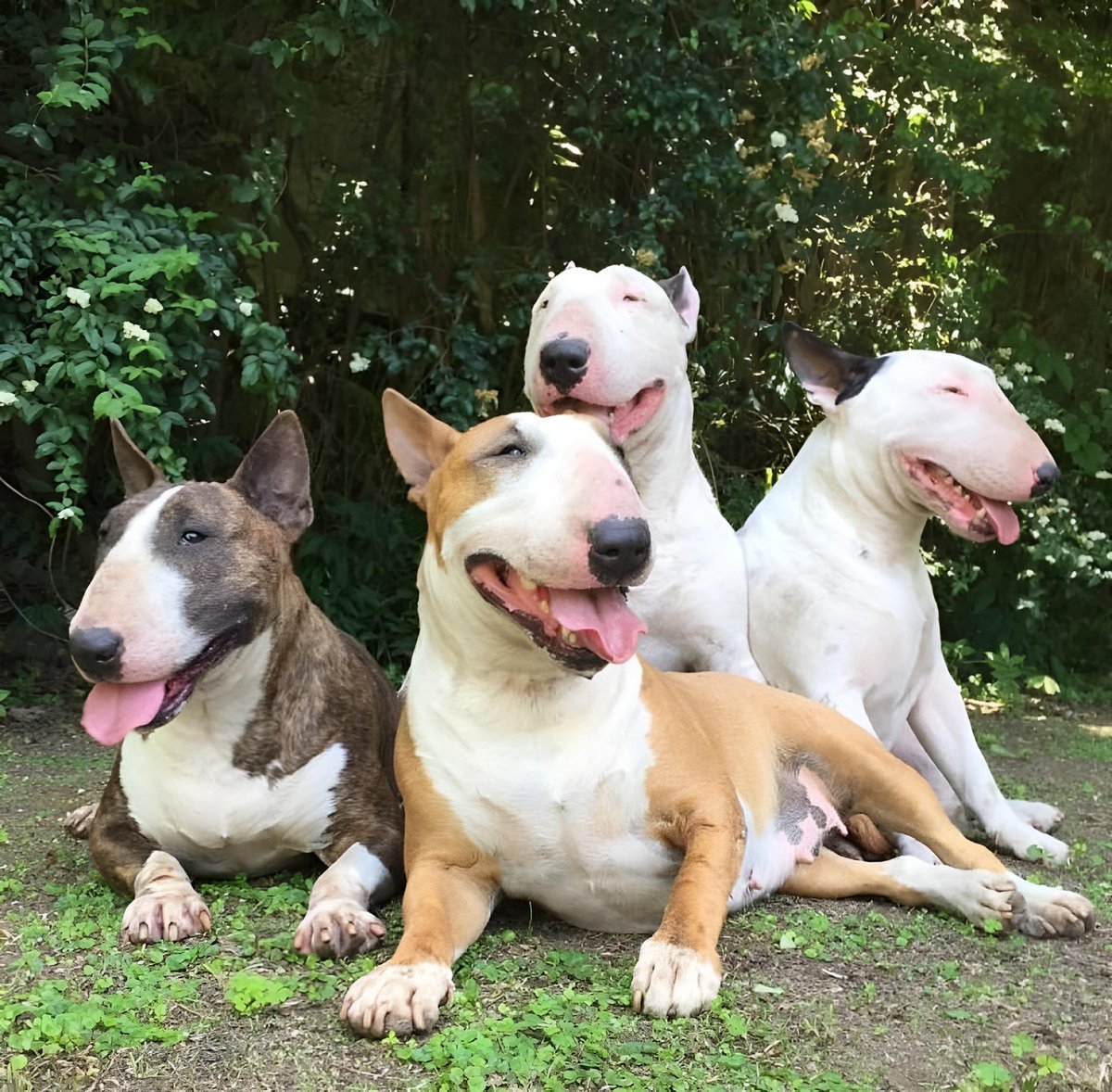 ♥️ 🐶🐶🐶🐶   🥰💕