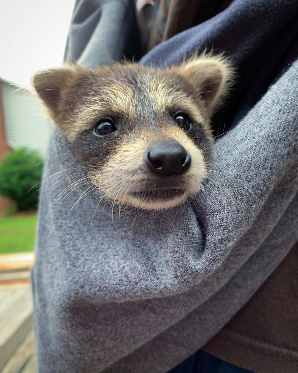 raccoon with confusing auras (@raccoonauras) on Twitter photo 