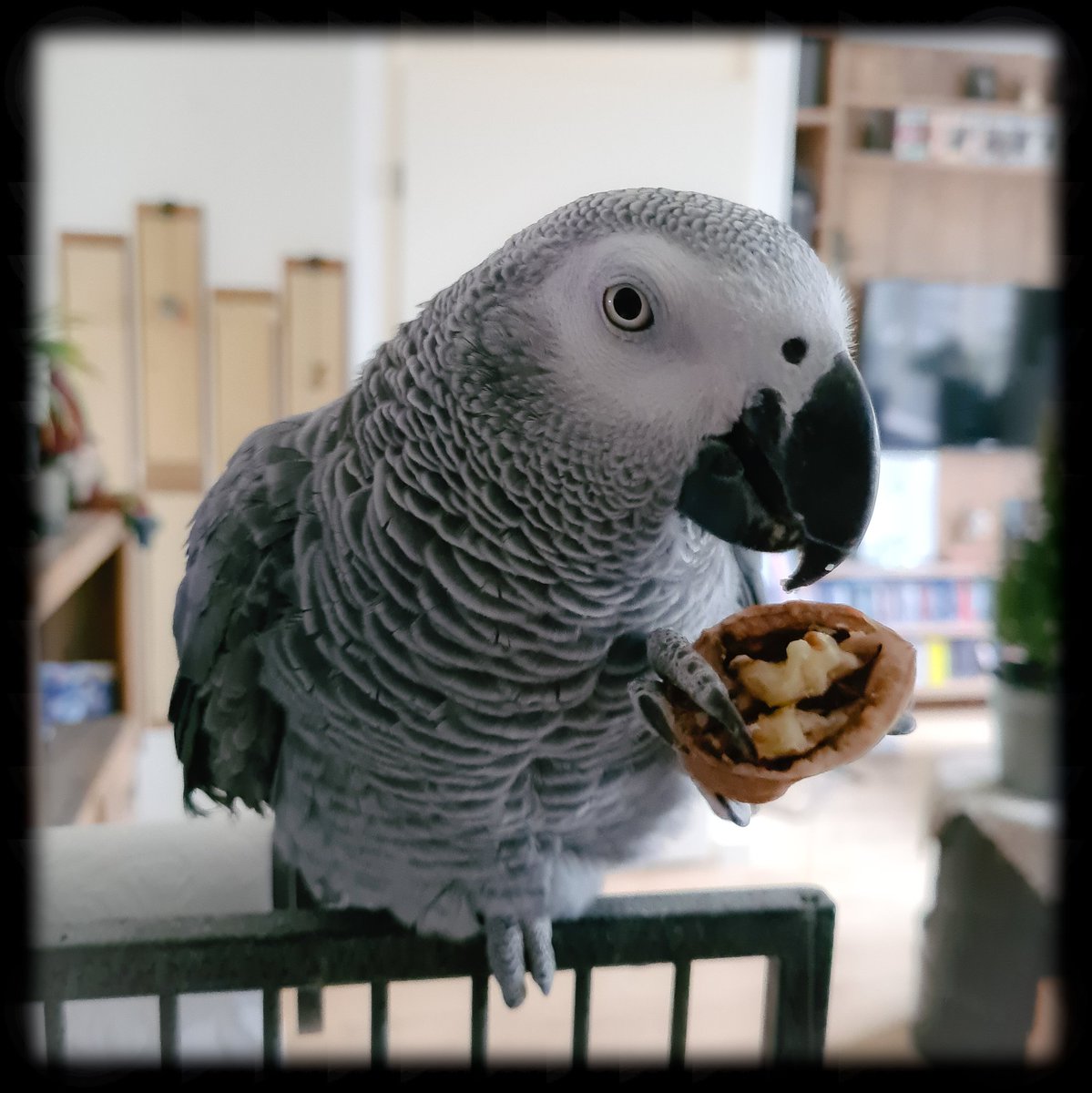 -GOODBYES-

Toeter: 🐣 2006 - 🌈 08-01-2025

Never whistling JMJ's Oxygène together anymore, no more quirky sound effects you always knew to fool us with, you will be missed buddy! 😢

#overtherainbowbridge
#inmemoriam
#restinparadise
#restinpeace
#untilwemeetagain
#petparrot