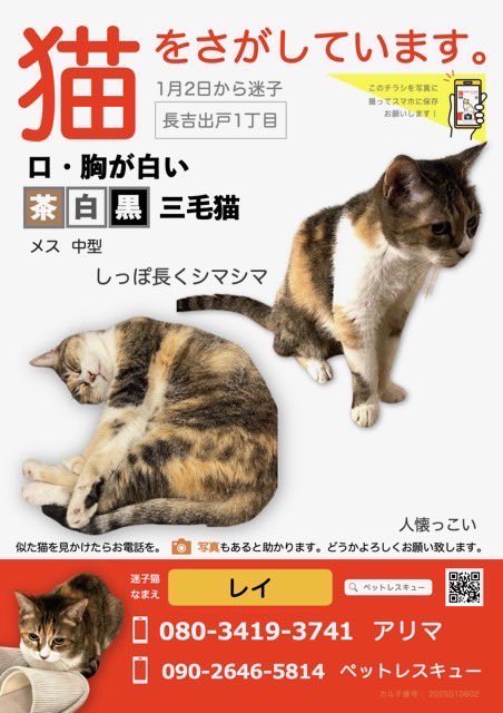 #拡散希望RPご協力お願い致します 
#大阪平野区
#高齢迷子猫
緊急拡散希望お願いします🙏
お正月から脱走して迷子になっています
名前はレイちゃん１８歳
一度も外に出たことがありません！
高齢なのでとても心配です
無事にお家に帰れますように🙏
情報がございましたらよろしくお願いします🙇