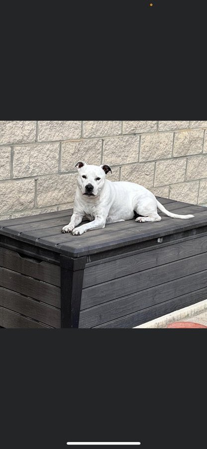 KoSSBeam tweet media