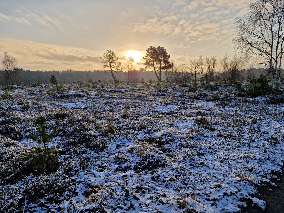 LeifDavidsen's tweet image. A beautiful morning on Hankley Common with a light dusting of snow