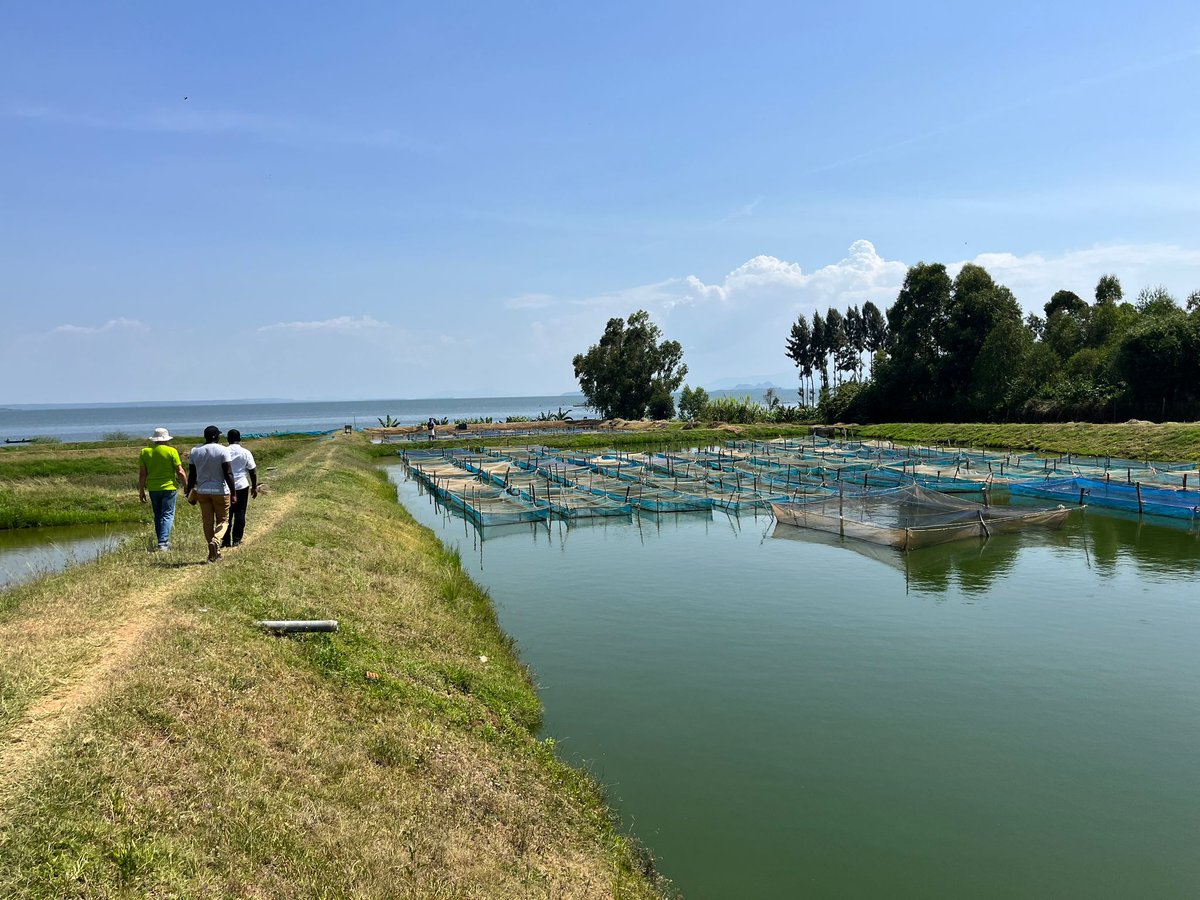 I had the privilege of accompanying a small team from the Cornell Global Development program on visits to two remarkable companies that are driving the growth of the #aquaculture industry in Kenya’s #LakeVictoria region.
Read more here: linkedin.com/posts/peteonde…

#KenyanAquaculture