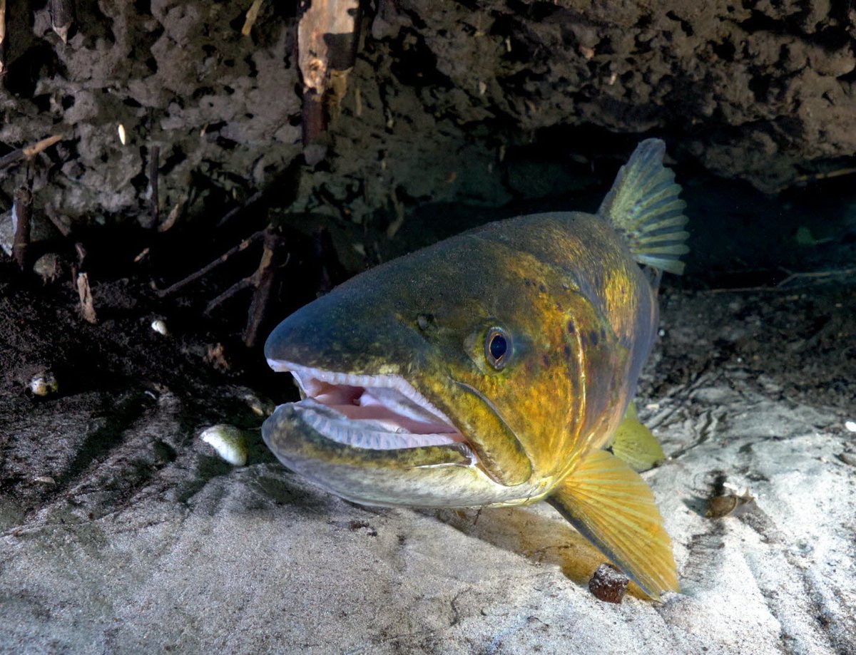 🌍 Habiter le monde !
Merveilles (fragiles) de la #nature.

"Le fleuve invisible, un trésor sous la plaine du Rhin" de Serge Dumont (52 mn)
ℹ️ lelieudocumentaire.fr/projection/le-…

Projection gratuite, en présence du réalisateur
> Vendredi 17 janvier 2025 à 20h
au CSC à Herrlisheim (67)