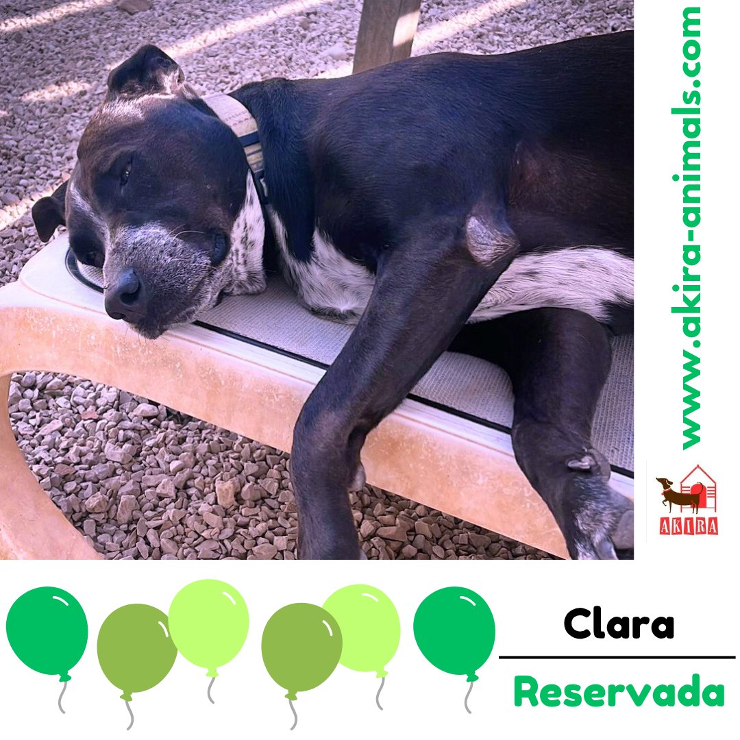 We are so happy for this gorgeous girl once again thanks to YOU #retweetsrock <a href="/MillieOTLFP/">Millie🐾🌈Run free Bestie PixieTooth🐾🌈</a> <a href="/LisaClareRead2/">Lisa Clare Read 💙</a> <a href="/Penny2449/">Penny</a> <a href="/Marlene59165254/">Marlene R</a> <a href="/Nightowl400/">Owly</a> <a href="/catgirl321/">Nutmeg's Crew🌻🇺🇦</a> <a href="/Elliebelle90200/">Chrissie</a>