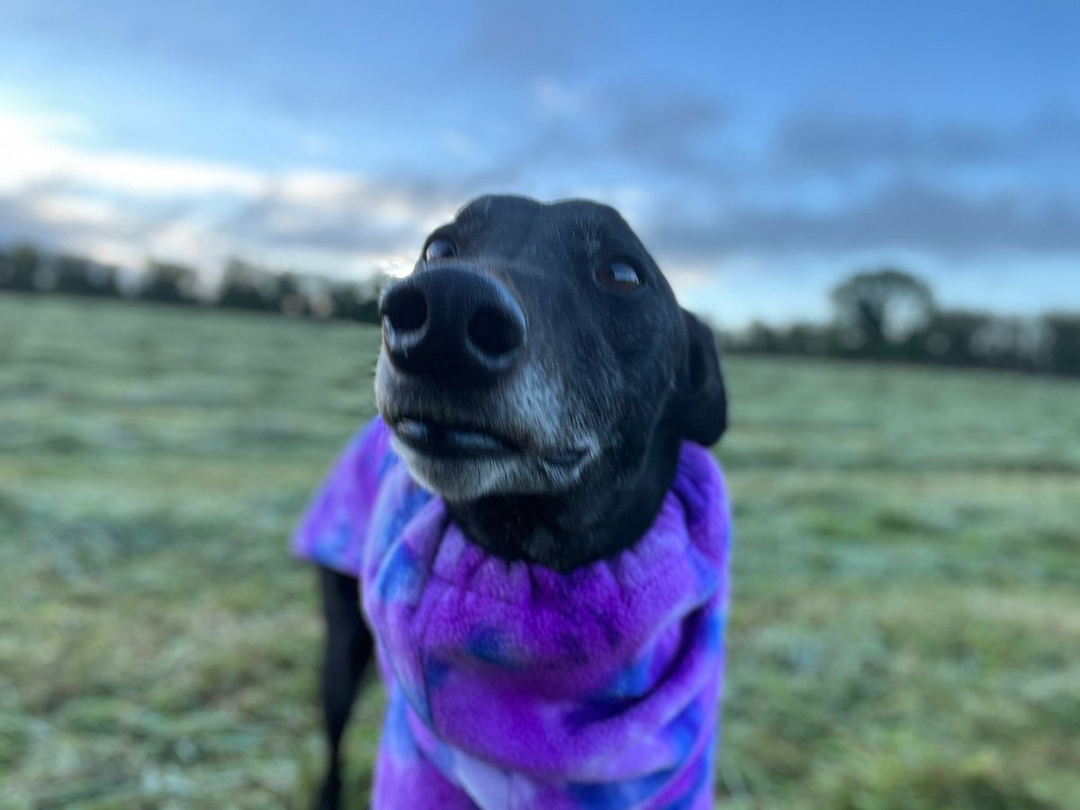 Retired racer Manuka Man showing off his new winter coat! We love the style and the posing 💜 📸 

#IRGT #GreyhoundsMakeGreatPets #AdoptAGreyhound