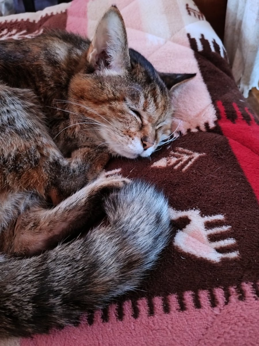 nekokitsuon's tweet photo. ストーブの前で暖か中(ˊ˘ˋ*)♡ https://t.co/QwKvONYbuf