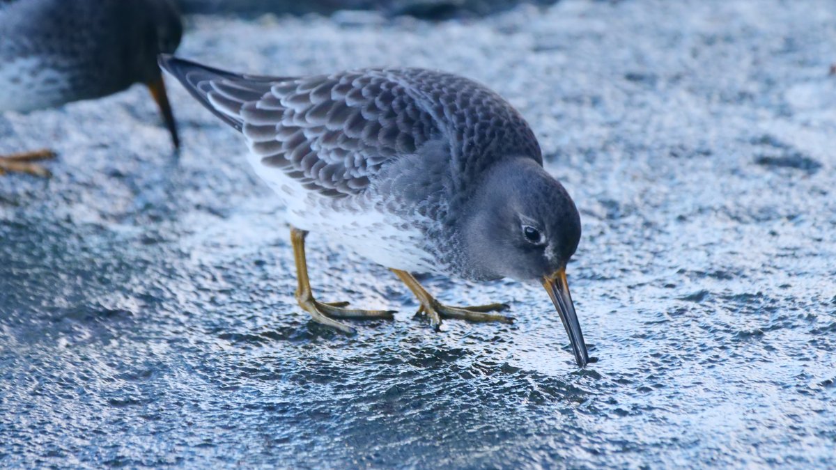 southdublinbirds (@birdwatchdublin) on Twitter photo Sun 12 Jan free outing to West Pier Dun Laoghaire Harbour @ 10 am Meet at Salthill beach car park. More info at southdublinbirds.com
<a href="/BirdwatchDublin/">southdublinbirds</a> <a href="/BirdsMatter_ie/">BirdsMatter_ie</a>
<a href="/BirdWatchIE/">BirdWatch Ireland</a> <a href="/DttDes/">DALKEY TIDY TOWNS</a> <a href="/dlrcc/">DĂșn Laoghaire-Rathdown County Council</a> <a href="/BWIFingal/">BWI Fingal</a>
<a href="/NatureRTE/">Mooney Goes Wild</a> Sun 12 Jan free outing to West Pier Dun Laoghaire Harbour @ 10 am Meet at Salthill beach car park. More info at southdublinbirds.com
<a href="/BirdwatchDublin/">southdublinbirds</a> <a href="/BirdsMatter_ie/">BirdsMatter_ie</a>
<a href="/BirdWatchIE/">BirdWatch Ireland</a> <a href="/DttDes/">DALKEY TIDY TOWNS</a> <a href="/dlrcc/">DĂșn Laoghaire-Rathdown County Council</a> <a href="/BWIFingal/">BWI Fingal</a>
<a href="/NatureRTE/">Mooney Goes Wild</a>