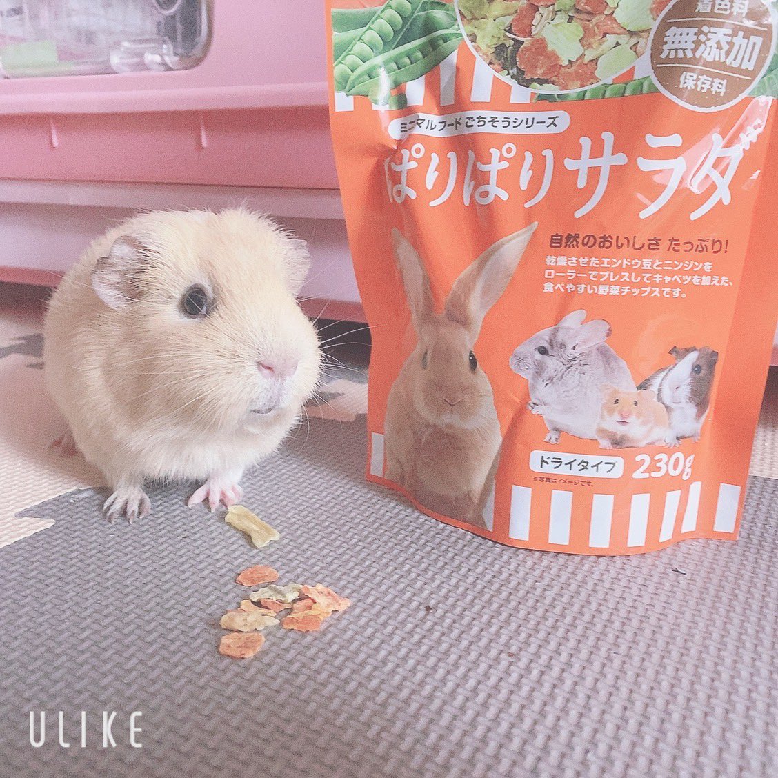 chi__ppi's tweet image. きなこの大好きな
ぱりぱりサラダ買ってきました 🥗

沢山食べてね🤭

#モルモット
