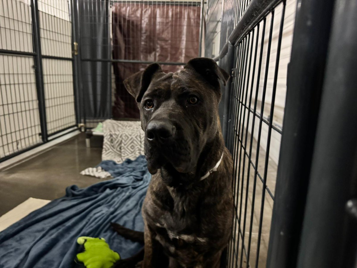 Here are some of the precious dogs we just brought in from <a href="/PasadenaHumane/">Pasadena Humane</a> tonight. We sent two teams up to help free up space as they deal with the devastating #EatonFire. If you are able to help, please consider fostering a dog temporarily. Sign up at sdhumane.org/foster.