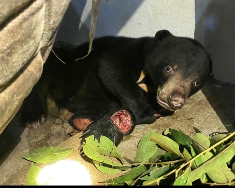 Free the Bears tweet media