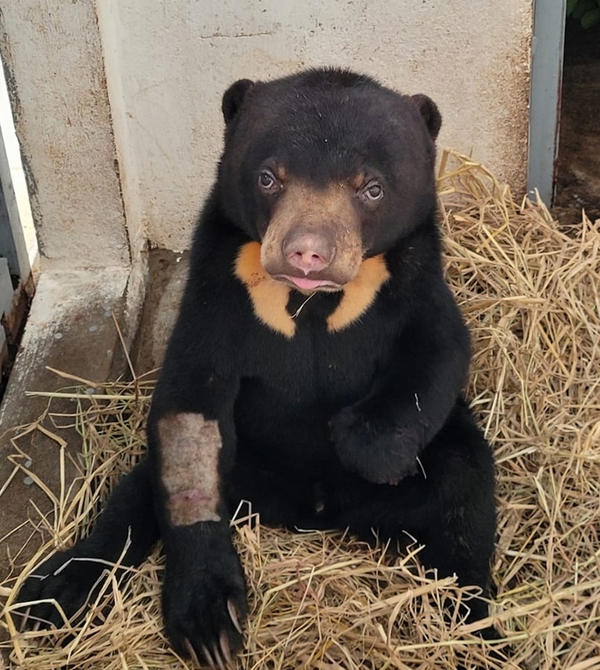 After a record 34 bears rescued in 2024, it's heartbreaking to have another tragic rescue so soon in 2025, a male sun bear cub in Cambodia with a horrific snare trap injury, requiring an immediate amputation. Please help, join our family of Bear Carers: freethebears.org/pages/bear-car…