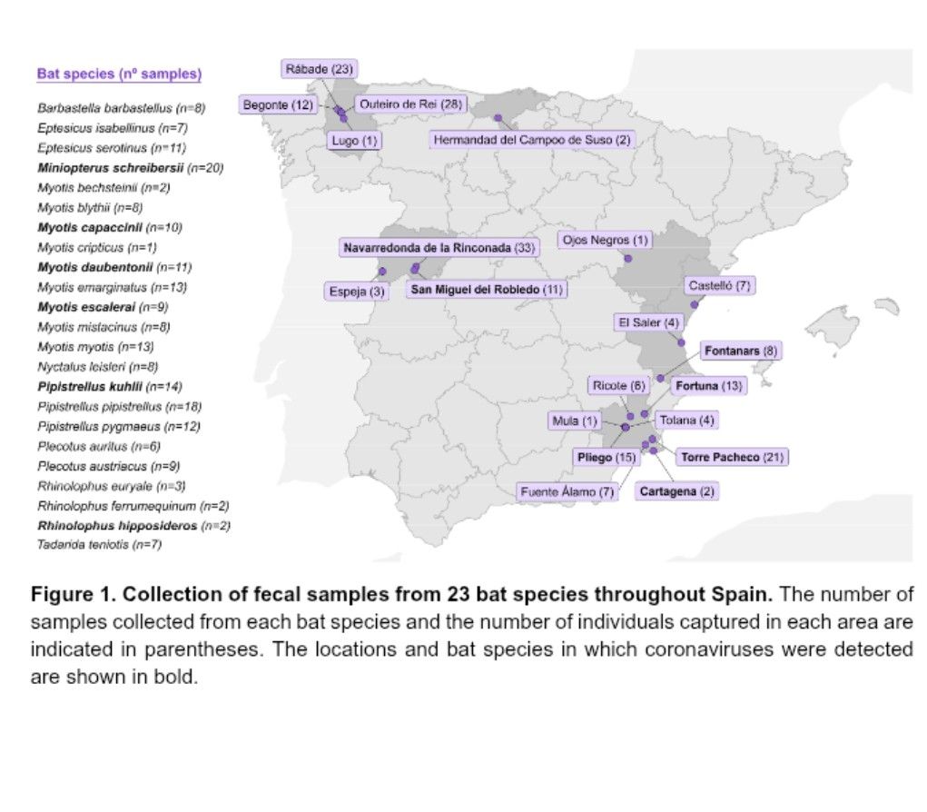 ejustin46's tweet photo. Identification and characterization of novel bat coronaviruses in Spain

One of the viruses can use human and bat ACE2, highlighting its zoonotic potential !
https://t.co/KuJLz6niQe https://t.co/Xv9VGh2U7C