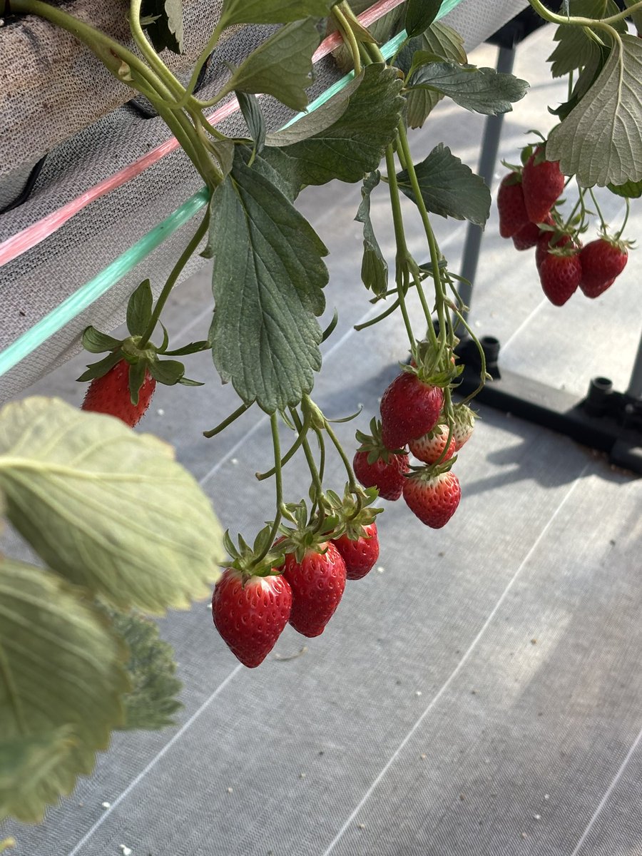 いちご狩り行ってきた( ‘ч’ )
手べっとべとなって拭きながら写真撮ったw
やっぱり苺は章姫かな(っ ॑꒳ ॑c)