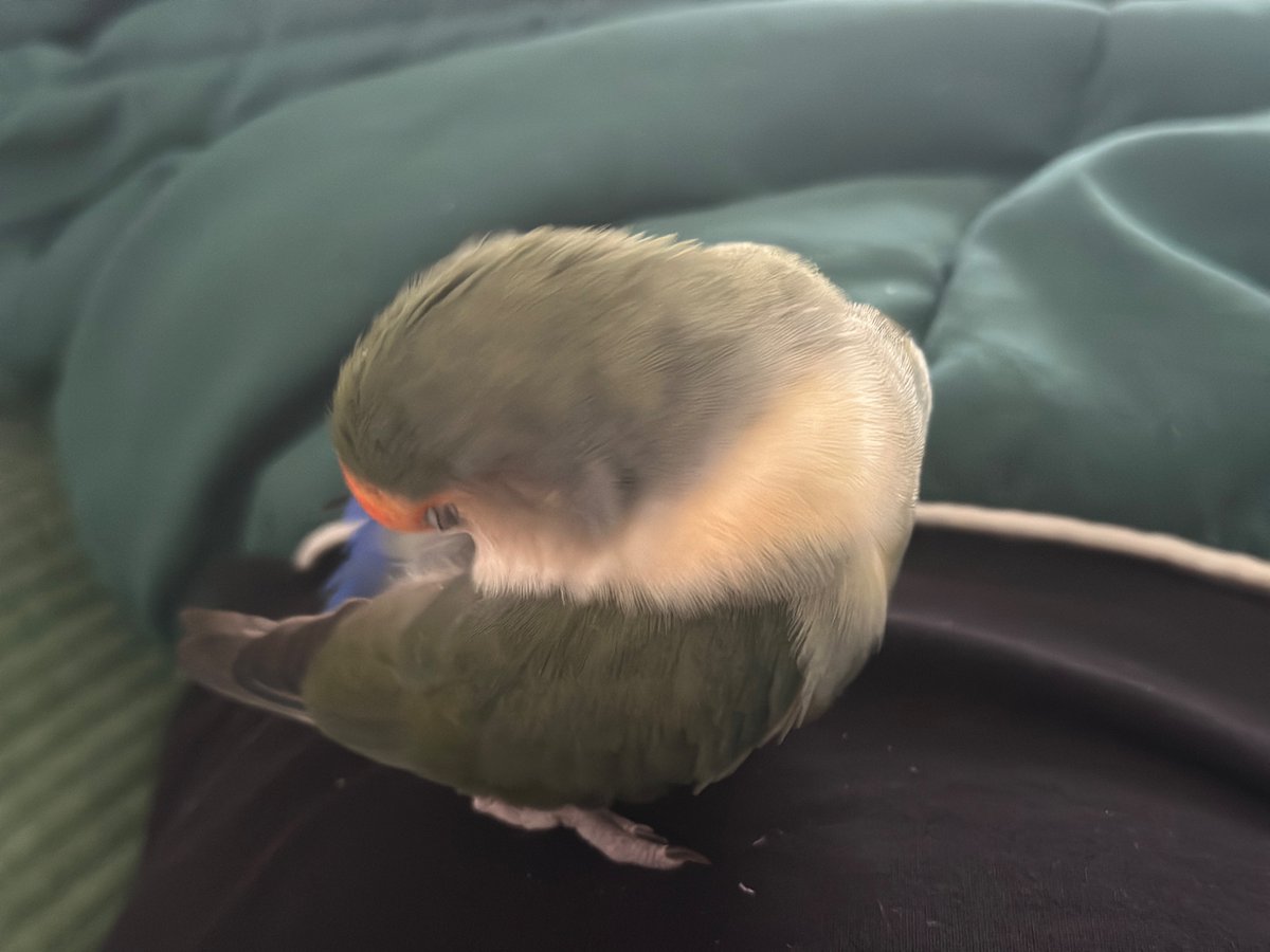 누나 배 위가 털고르기 제일 좋은 자리