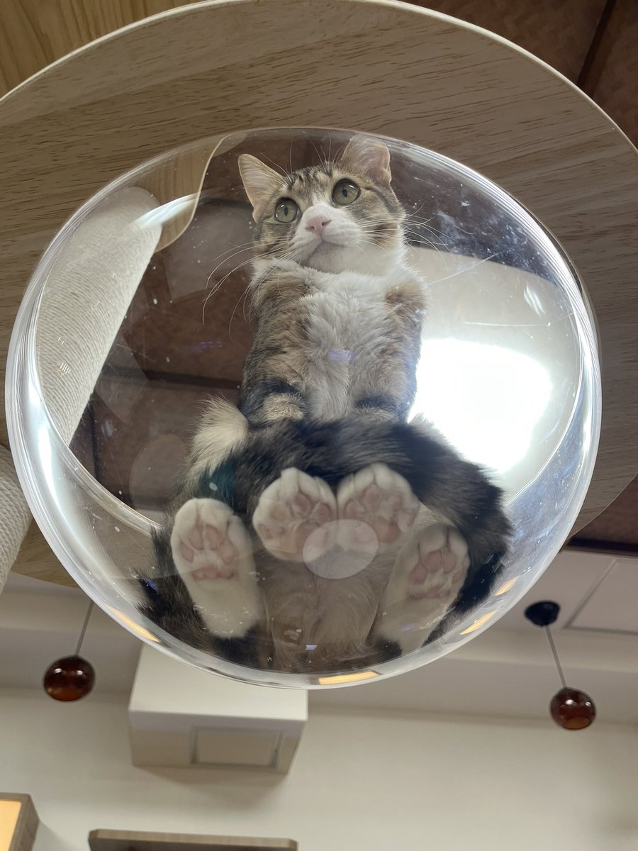 muracchi_mia's tweet photo. 吉祥寺の猫カフェに行ってまいりました
(๑>◡<๑)
#吉祥寺 #猫 #猫カフェ #きゃりこ #きゃりこ吉祥寺 https://t.co/YaWq5mP8Wp