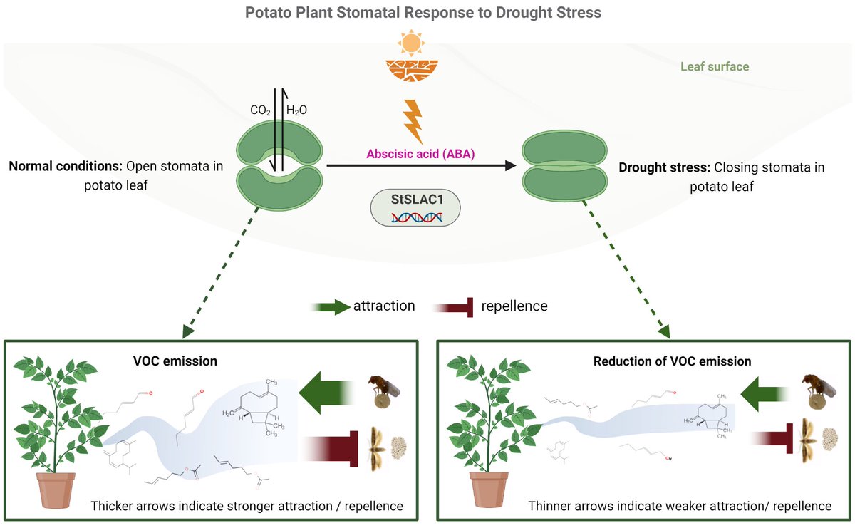 Pleased to share our recent article published in 'New Phytologist'.
"Manipulating stomatal aperture by silencing StSLAC1 affects potato plant–herbivore–parasitoid tritrophic interactions under drought stress