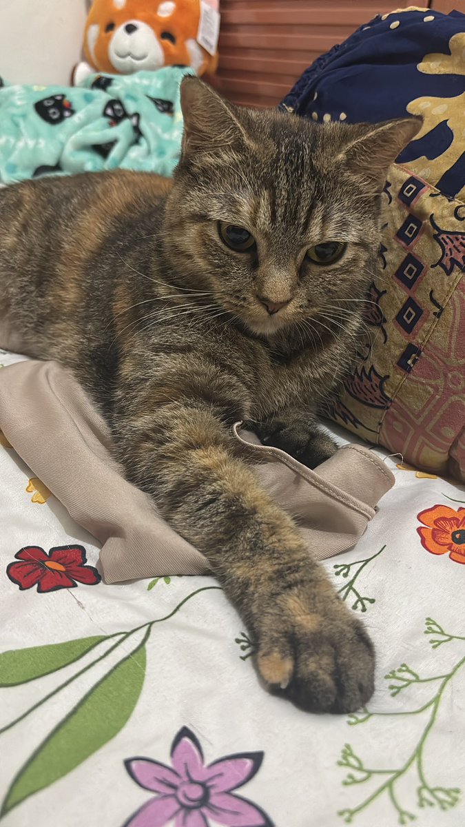 Kira-kira apa yg Kikyo lg pikirin ya hmmm