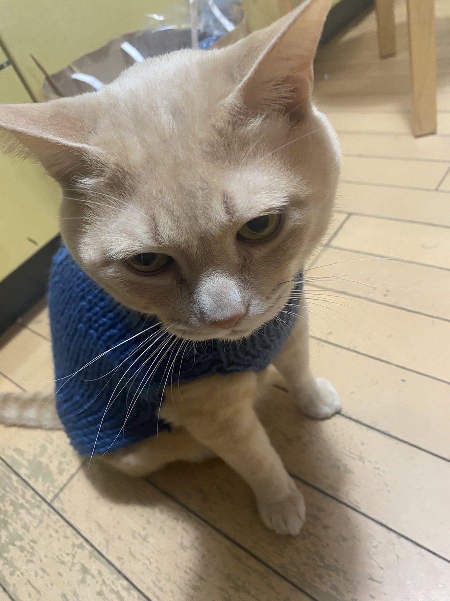 猫用セーター出来た!
頑張った!!
 #編み物初心者