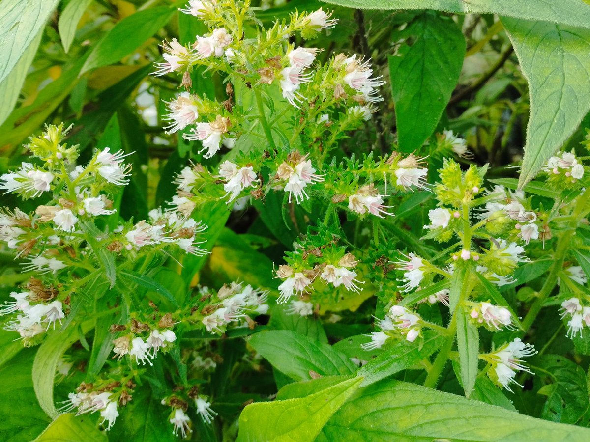 Echium lusitanicum in flower in the Top Nursery <a href="/Ventnor_Botanic/">Ventnor Botanic Garden</a> It is native to Portugal and Spain.