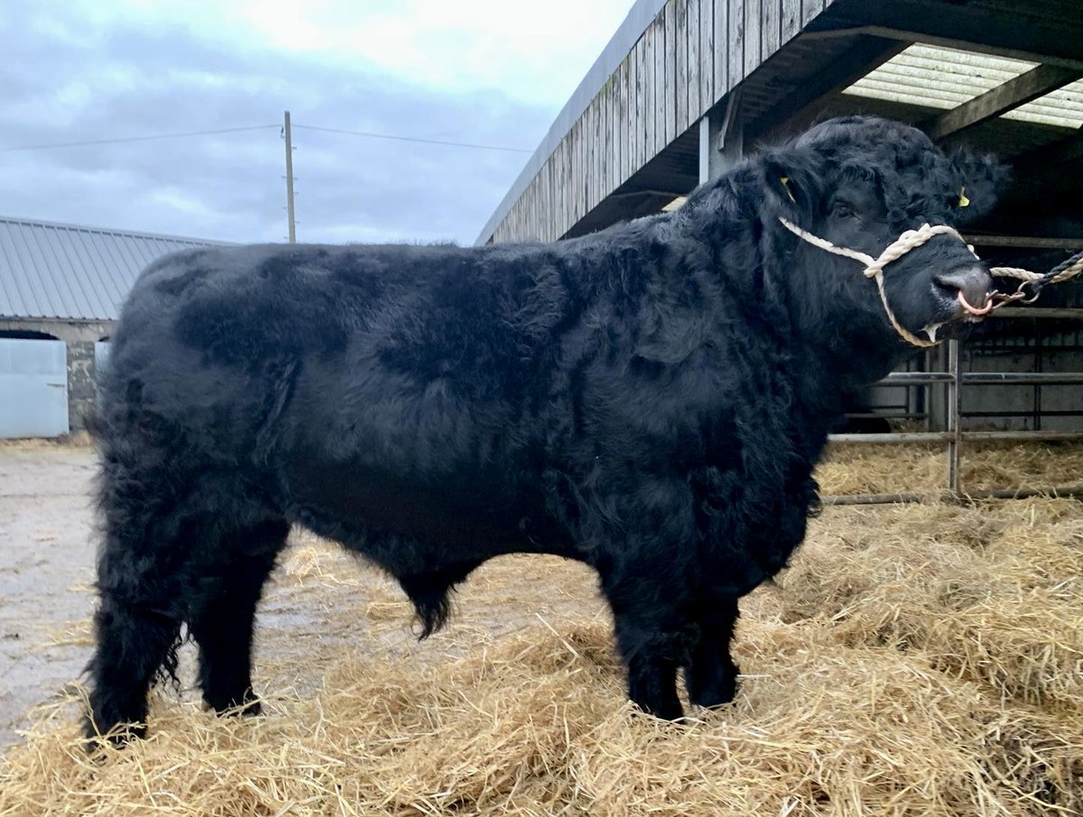 GDCTRYFILWBC's tweet photo. Tryfil Hebog 3rd sold for 5,500 gns at Dolgellau ⁦@Welsh_Blacks⁩ sale 7/1/25
Falch iawn o honno, gŵr bonheddig o darw!  #bull https://t.co/eyrEoHljO8