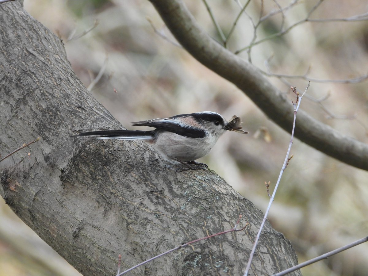 Staartmeesje in tuin van Ryoan-ji, de tempel van de vreedzame draak in Japan nabij Kyoto. Wij waren in dit fascinerende land rond Kerst en Nieuw.