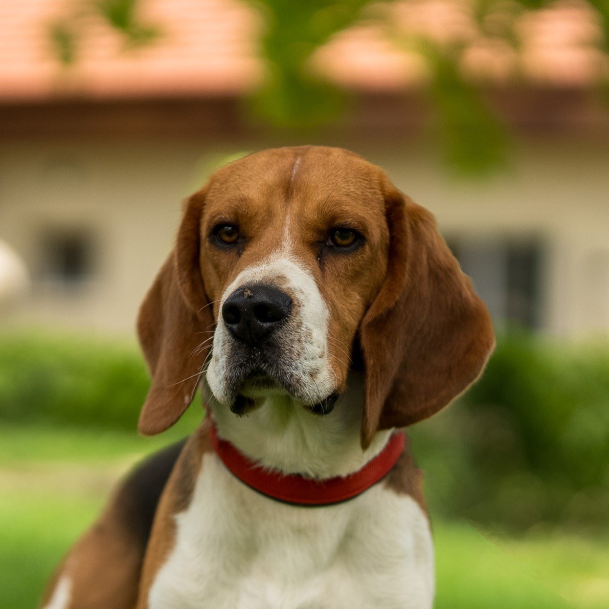 Can you imagine… humans’ breath carries the odor signature of cancer and this adorable but professional HERO can help us signal it? 🐶😲