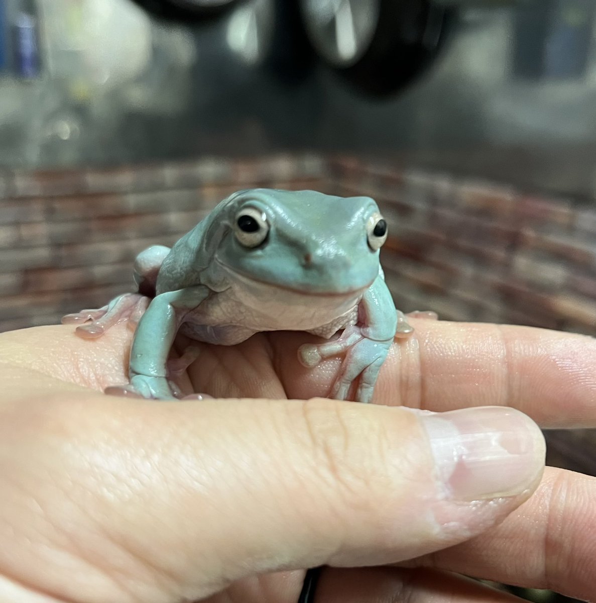 アメリン🐸
脱走のプロ👏

#イエアメガエル
#カエル
#frog 
#いえあめがえる