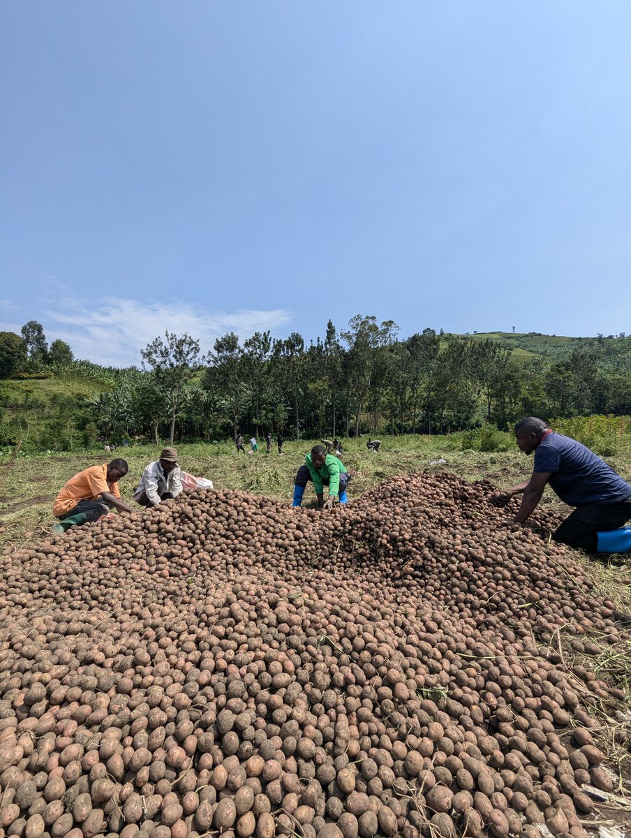michombero's tweet photo. #RDC 🇨🇩 : le jeune entrepreneur @Omwinjamanass déverse d'autres tonnes de pomme de terre dans la ville de Goma.

Jusqu'ici, Manassé n'a aucun soutien ni du gouvernement provincial ou central, ce jeune congolais s'est fixé pour objectif d'approvisionner la ville de Goma asphyxiée par les rebelles du #M23_RDF.

Dans le but d'aider les déplacés de guerre, Manassé travaille avec ces congolais à qui il donne un peu d'argent et un colis de pomme de terre après le travail de récolte. 

"Si j'avais seulement le soutien de notre gouvernement, je pouvais aller plus loin, servir notre pays, envoyer des produits du Kivu à Kinshasa et dans d'autres provinces du pays. Hélas tout ce que je fais jusque là, sont mes efforts personnels", a déclaré le jeune entrepreneur Omwinja Manassé de Kivu Labour.