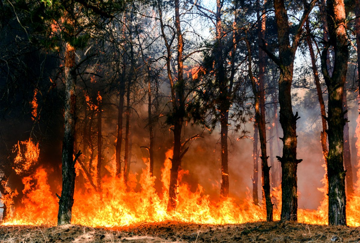 Universität Freiburg (@unifreiburg) on Twitter photo Einkommensschwache Gemeinden in #Kalifornien haben höheres Risiko, den Folgen von Waldbränden ausgesetzt zu sein – auch, weil sie weniger geschützt sind. Zu diesem Ergebnis kommt internat. Forschungsteam von #UniFreiburg & <a href="/Stanford/">Stanford University</a> University. ufr.link/waldbrandvorso… <a href="/mowussow/">Moritz Wussow</a> Einkommensschwache Gemeinden in #Kalifornien haben höheres Risiko, den Folgen von Waldbränden ausgesetzt zu sein – auch, weil sie weniger geschützt sind. Zu diesem Ergebnis kommt internat. Forschungsteam von #UniFreiburg & <a href="/Stanford/">Stanford University</a> University. ufr.link/waldbrandvorso… <a href="/mowussow/">Moritz Wussow</a>