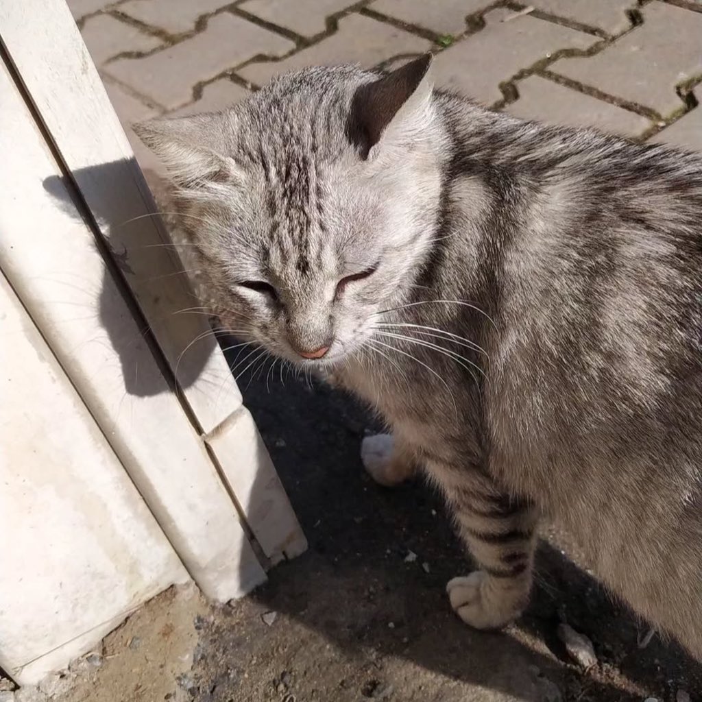 Tek bir kişi bile sormadı bu güzelliklerimi. Pazartesi çıkıcaklar aşıları tamam, kısırlaştılar, iç dışları tamam geriye sadece sıcak bir yuva kaldı? Ümraniye‼️
