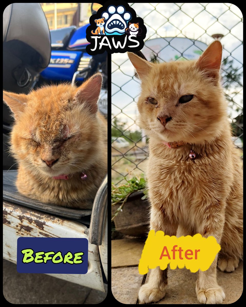 jeevashrey's tweet photo. "Meet Tango, the resilient male Persian cat!

Tango's story is one of survival and hope. Abandoned due to a bacterial infection that affected his eyes, face, and ears, this sweet boy's future seemed uncertain. https://t.co/kts4XorADc