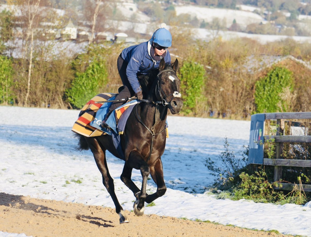 Soldiers Star runs <a href="/ChelmsfordCRC/">Chelmsford City Racecourse</a> today for <a href="/MHS_HorseRacing/">Manor House Stables</a> with <a href="/Joeleavy05/">Joe leavy</a> taking the ride . Good luck to his owners 🔵🟠🐎 Good luck Lad🤞