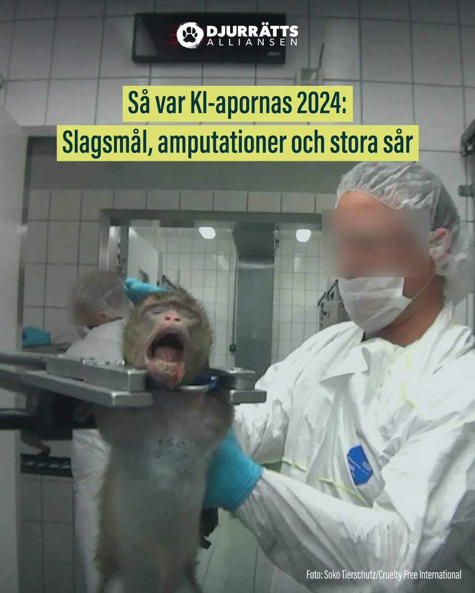 💔 Djurrättsalliansen granskar regelbundet apornas verklighet på KI. 2024 bestod deras vardag – utöver de ständigt pågående djurförsöken – av slagsmål, sår, ändtarmsframfall och amputationer. För tre av aporna blev 2024 deras sista år. Läs mer: djurrattsalliansen.se/2025/01/09/ki-…