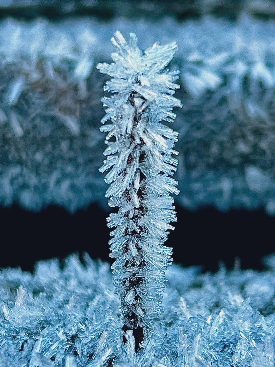 Faeryland Grasmere (@faerymere) on Twitter photo A rusty nail sticking out of a plank this minus 9 morning.
#Faeryland #Grasmere #LakeDistrict
#loveukweather #frost <a href="/SnowHour/">#SnowHour ⛄</a>
<a href="/MacroHour/">#MacroHour 🌿</a> <a href="/ThePhotoHour/">#ThePhotoHour</a> A rusty nail sticking out of a plank this minus 9 morning.
#Faeryland #Grasmere #LakeDistrict
#loveukweather #frost <a href="/SnowHour/">#SnowHour ⛄</a>
<a href="/MacroHour/">#MacroHour 🌿</a> <a href="/ThePhotoHour/">#ThePhotoHour</a>