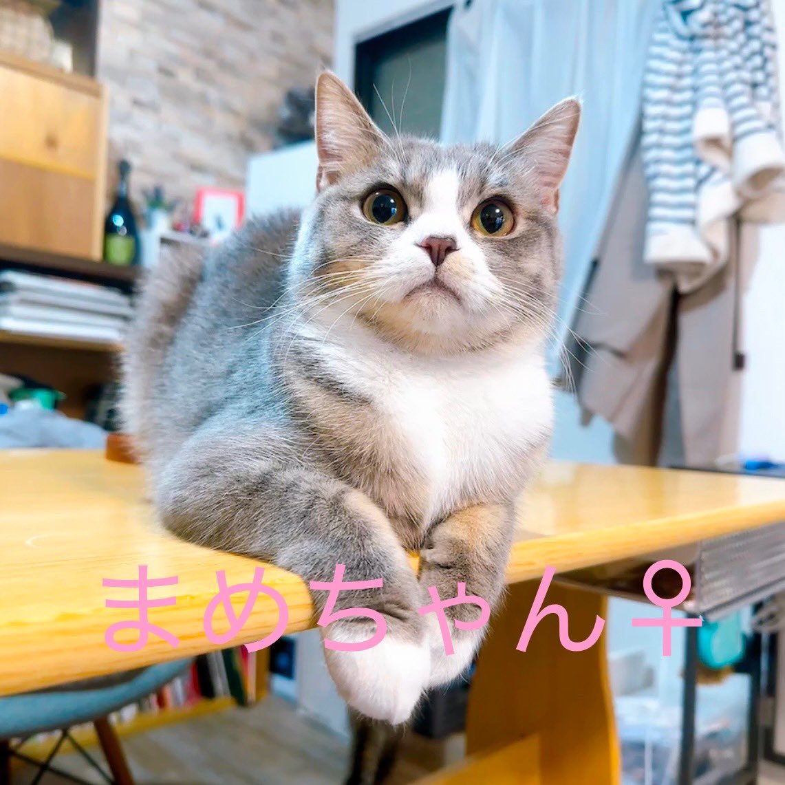 anchan20180825's tweet photo. 【拡散希望】里親募集のお願い

神奈川県・東京一部(多摩川周辺付近)で、猫ちゃんの里親になってくれる方を探しております。
・父猫:ブリティッシュショートヘア、母猫:ミックス
・現在9ヶ月
・猫エイズ、白血病陰性(個別検査ではなく母猫と譲渡済みの兄弟猫を検査して陰性) https://t.co/9bYAaEXWE5