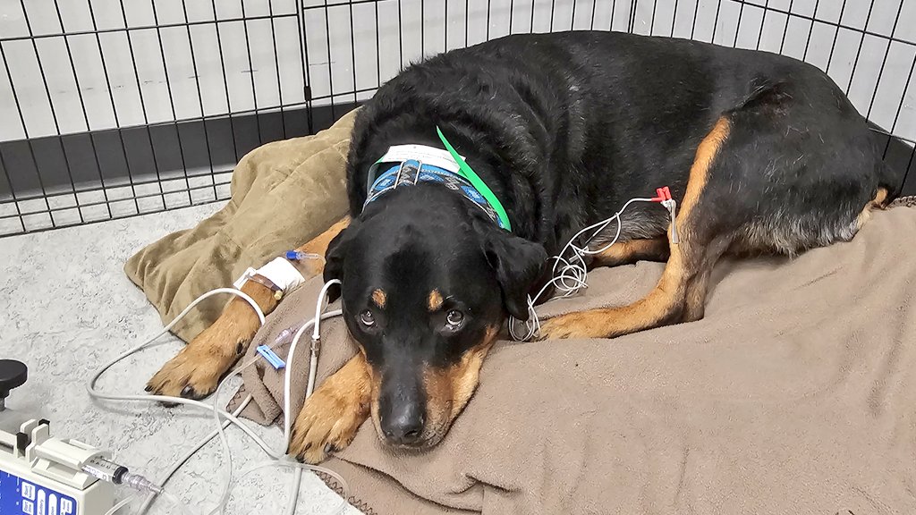 servicerotties's tweet image. Admin post:
💔
I'm struggling to put this in words. 
This evening, Kuno passed away. A day after his 8th birthday. He had fluid in his abdomen and was becoming septic. They did all sorts of diagnostics. The only possible treatment course would have been very invasive and had a…