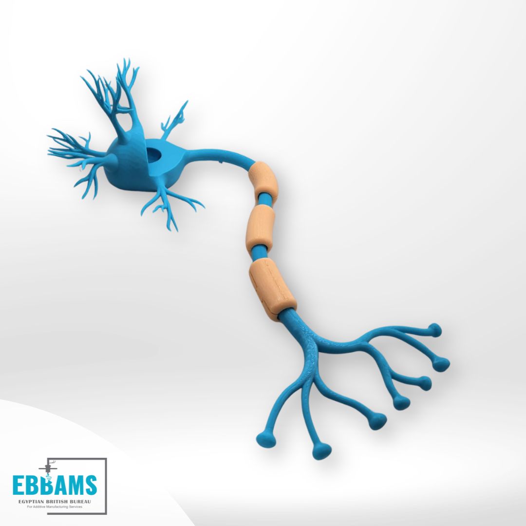 ebbams_3d's tweet photo. Bringing ideas to life with FDM technology and PLA material! 🧠✨ From concept to creation, we design and 3D print intricate models like this neuron. 

#Innovation #3DPrinting #PLA #FDM #Neuroscience https://t.co/tHN1wnYmKo