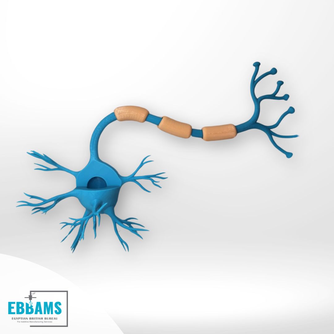 ebbams_3d's tweet photo. Bringing ideas to life with FDM technology and PLA material! 🧠✨ From concept to creation, we design and 3D print intricate models like this neuron. 

#Innovation #3DPrinting #PLA #FDM #Neuroscience https://t.co/tHN1wnYmKo