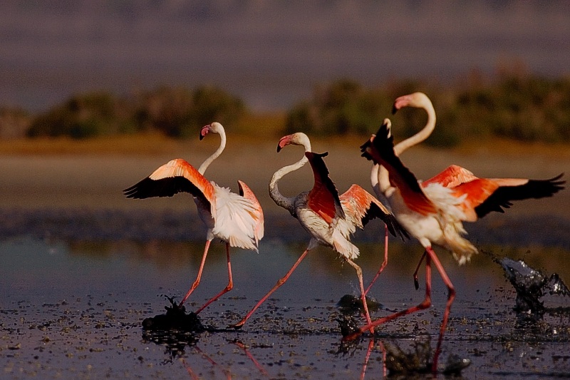 Sabemos que las #aves son excelentes indicadores de la #biodiversidad y de nuestra calidad de vida.  Que nuestra directora <a href="/AsunSEO/">Asun Ruiz</a> esté entre las 10 primeras personas más influyentes en sostenibilidad de 2024 deja muy claro la necesidad de defender y revivir la #naturaleza