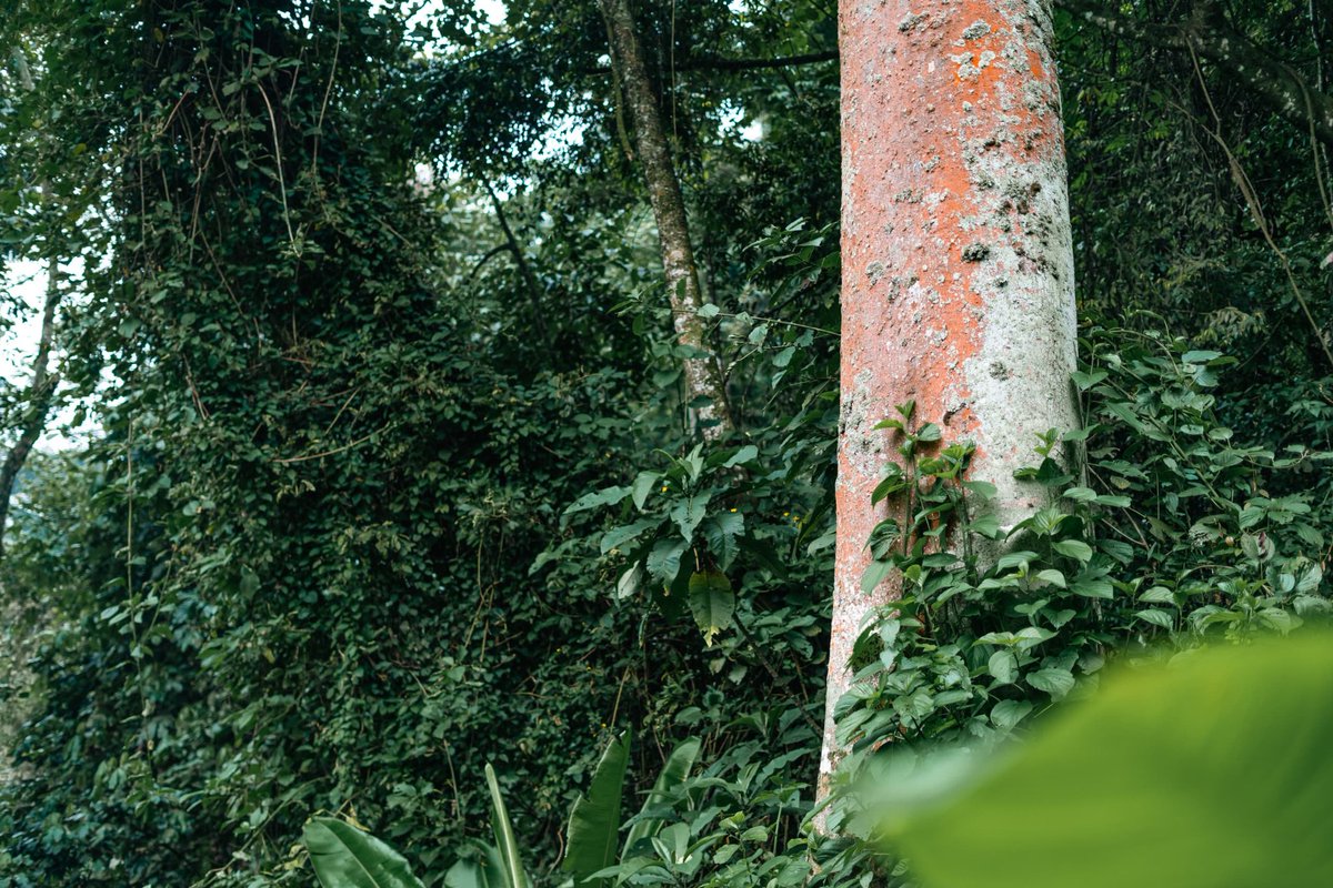 Lush green scenery, timeless paths, and untamed beauty in the heart of the Rwenzoris. 

#KnowYourPark 
#ExploreQueenElizabethNationalPark 
#KikorongoSafariLodge