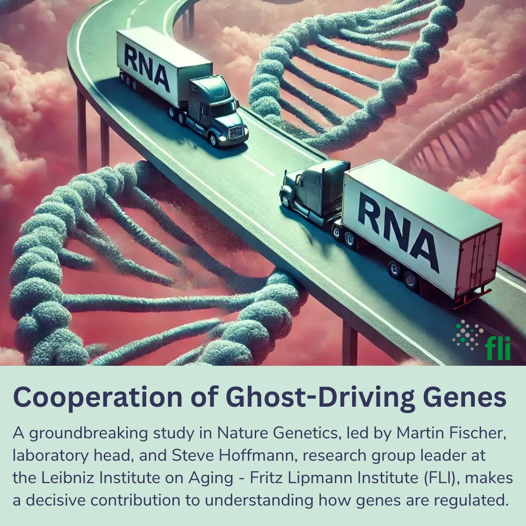 Leibniz-Institut für Alternsforschung (FLI) (@leibnizfli) on Twitter photo Cooperation of Ghost-Driving Genes 🧬
Groundbreaking study in Nature Genetics makes a decisive contribution to understanding how our genes are regulated.
Read more: bit.ly/3C1MurG
<a href="/LeibnizFLI/">Leibniz-Institut für Alternsforschung (FLI)</a> <a href="/NatureGenet/">Nature Genetics</a> Cooperation of Ghost-Driving Genes 🧬
Groundbreaking study in Nature Genetics makes a decisive contribution to understanding how our genes are regulated.
Read more: bit.ly/3C1MurG
<a href="/LeibnizFLI/">Leibniz-Institut für Alternsforschung (FLI)</a> <a href="/NatureGenet/">Nature Genetics</a>