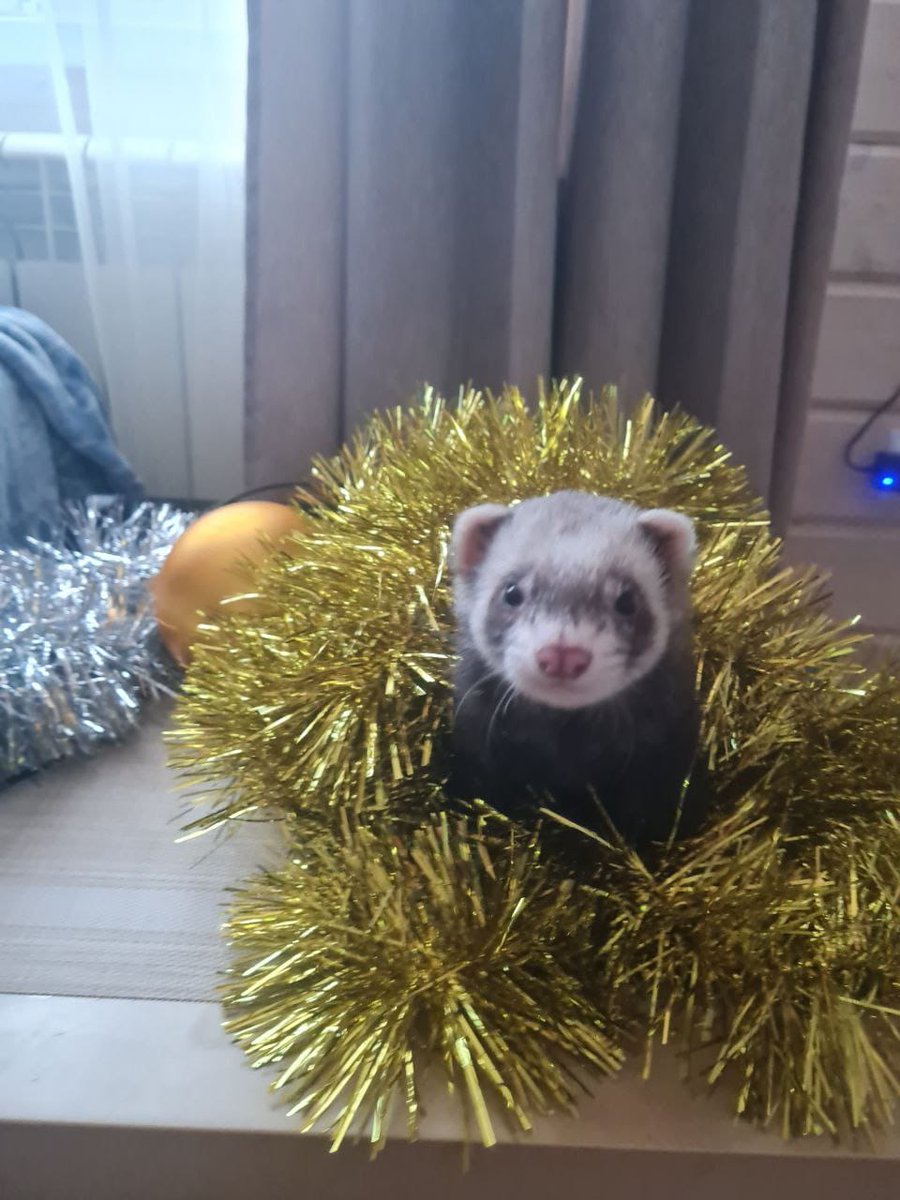 syshell_1305's tweet image. Кусь.