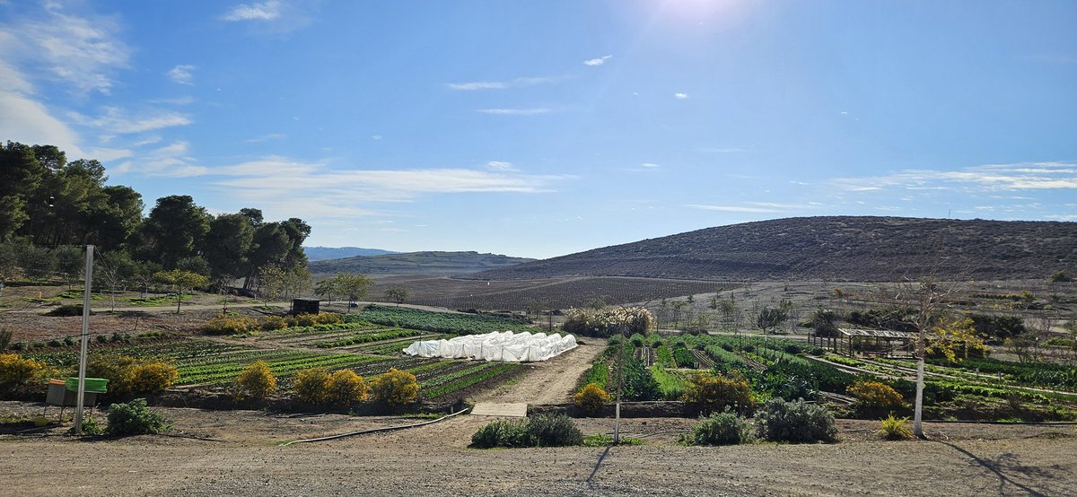 כבר כמעט נופלים עלי שמיים
פורש ידי וצף במרחבים
וכמעט נוגע בשמיים
וכמעט בכל אהבתי

(חמוטל בן זאב)

בוקר כזה של שמיים...
